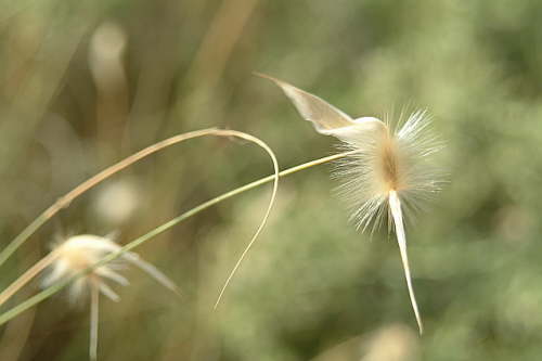 23.04. Blumenbild April