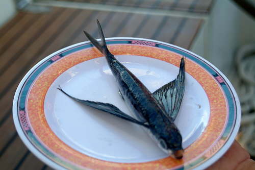 24.09. Kommt ein Vogel geflogen...