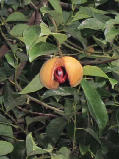 24.5.`ne echte Muskatnuss!