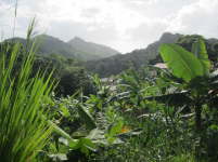 24.5.ppiges Grn im Inselinneren