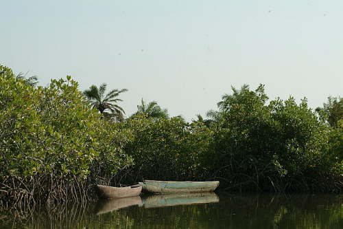 25.01. Ausflug in die Mangroven