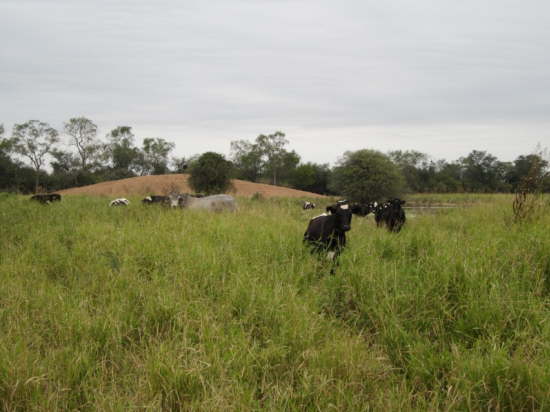 25.7.Stehen bis zu den Schultern im Essen ...