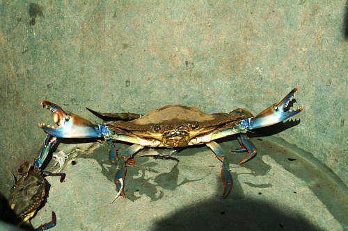 26.01. Krabbe in Abwehrstellung