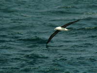 26.10. Entertainment auf dem Meer