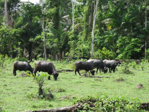 27.12.Simones B�falos