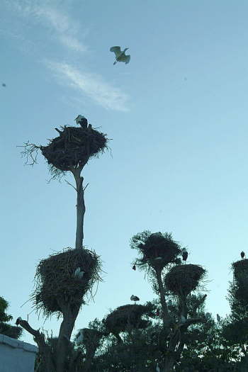 28.11. Storchenkolonie