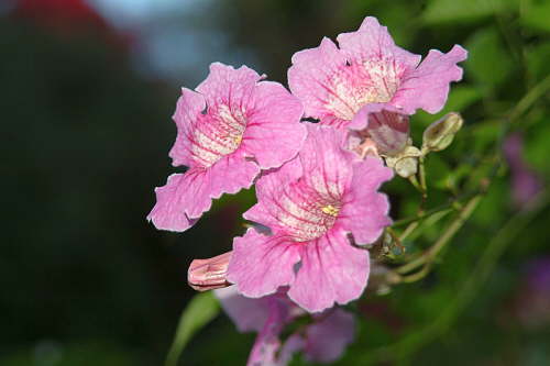 28.11. Blumenbild des Monats