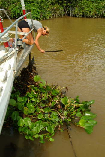 28.11.Ich liebe Wasserlilien!