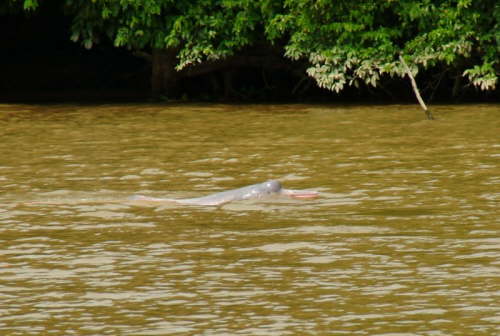 29.11.Ein Amazonas-Delfin