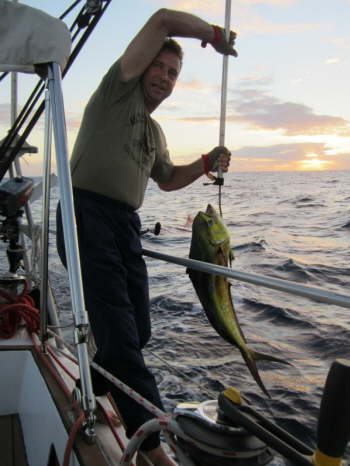 29.9. 8 Kilo Mahi-Mahi