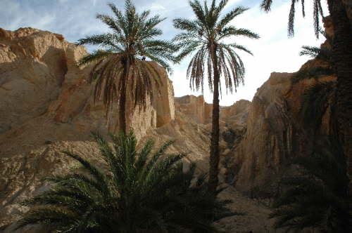 29.01. Immer noch Oase.