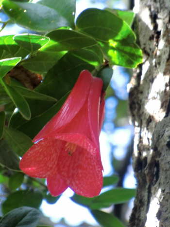 29.5.Chiles Nationalblume