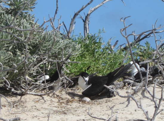 29.Alle flei�ig am Br�ten