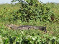 2.8.Dafr gibts Jacars (Kaimane)