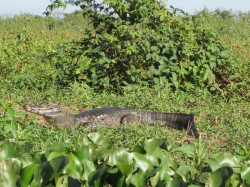 2.8.Dafr gibts Jacars (Kaimane)