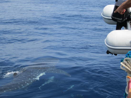 30.Da, da, da, da! Ein WALHAI!