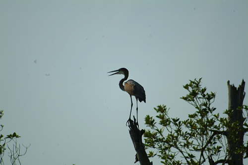 30.01. Wir brauchen ein Vogelbuch!