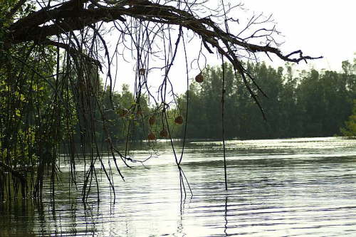 30.01. Mandori-Creek