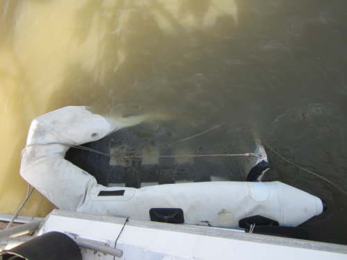 31.10.Unser Schlauchboot auch - weniger sch�n!