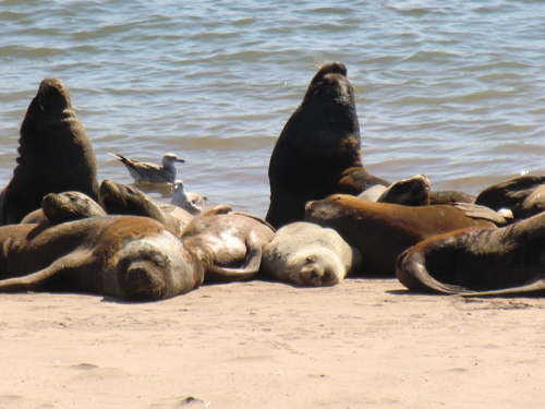 31.03.Seel�wenkolonie