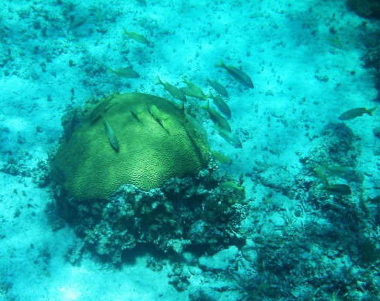 31.Hirnkoralle vor Cayo Ingl�s