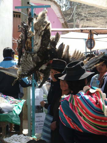 31.7.Getrocknete V�gel ...