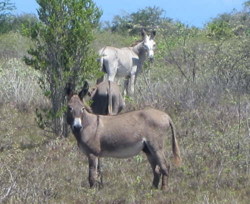 3.10.Bremer Stadtmusikanten