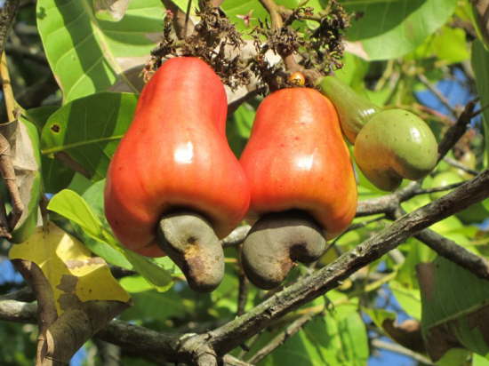 4.5.K�pt�ns Lieblingsfr�chte