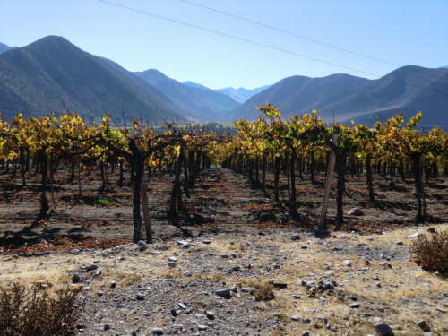 4.6.Im Valle de Elqui