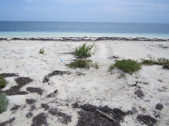 5.Schildkr�tengelege