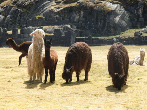 5.7.Lamas