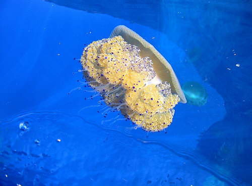 06.10. Spiegelei-Qualle