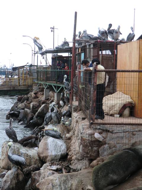 warten auf die Fischer - faule Pelikane in Arica